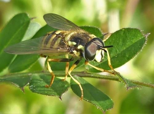 Réf. 278 470 : Chrysotoxum cautum
